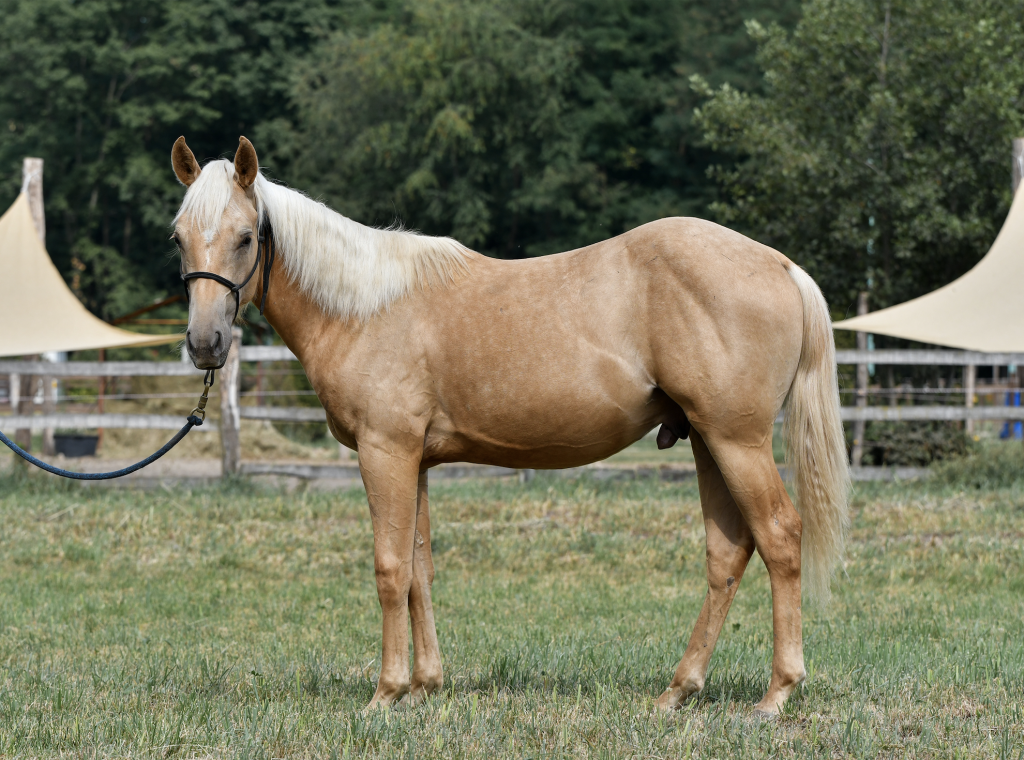 Puledro Quarter Horse in Vendita